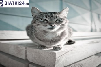 Siatki Trzebnica - Siatka na balkony dla kota i zabezpieczenie dzieci dla terenów Trzebnicy