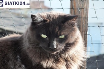 Siatki Trzebnica - Zabezpieczenie balkonu siatką - Kocia siatka - bezpieczny kot dla terenów Trzebnicy